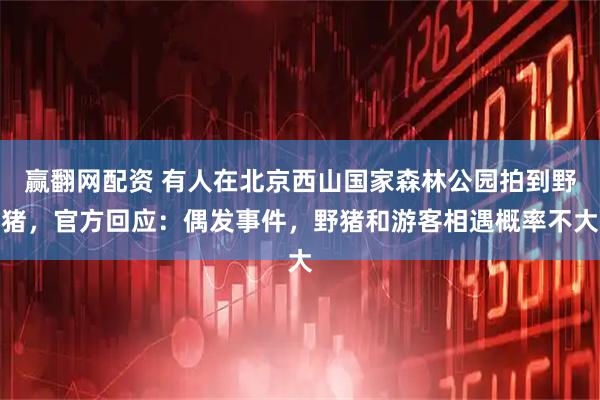 赢翻网配资 有人在北京西山国家森林公园拍到野猪，官方回应：偶发事件，野猪和游客相遇概率不大